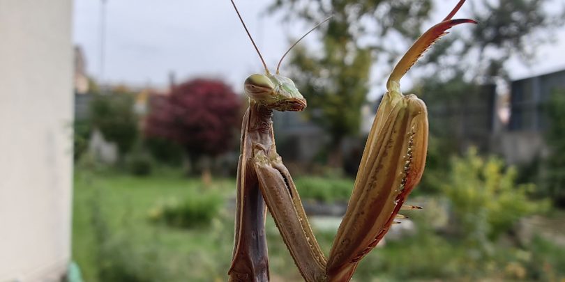 Telefoni serije Mate so vedno sloveli zaradi odlične makro fotografije