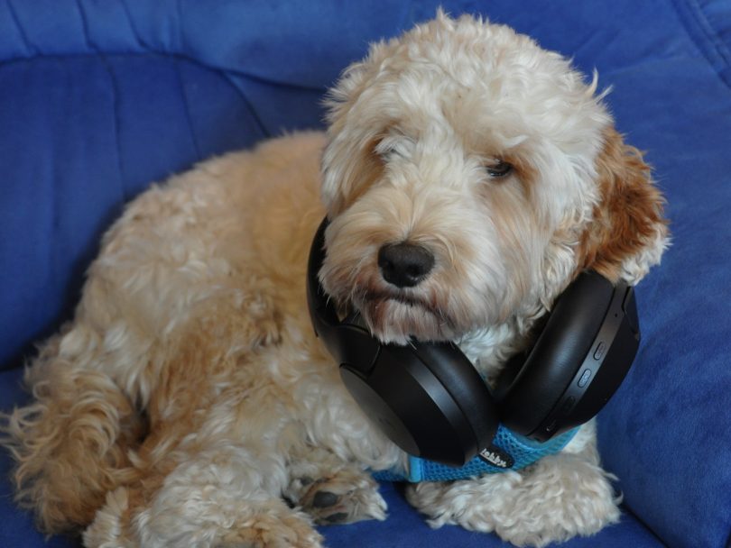 Philips TAH8506: Spodobna cenovna alternativa najboljšim?