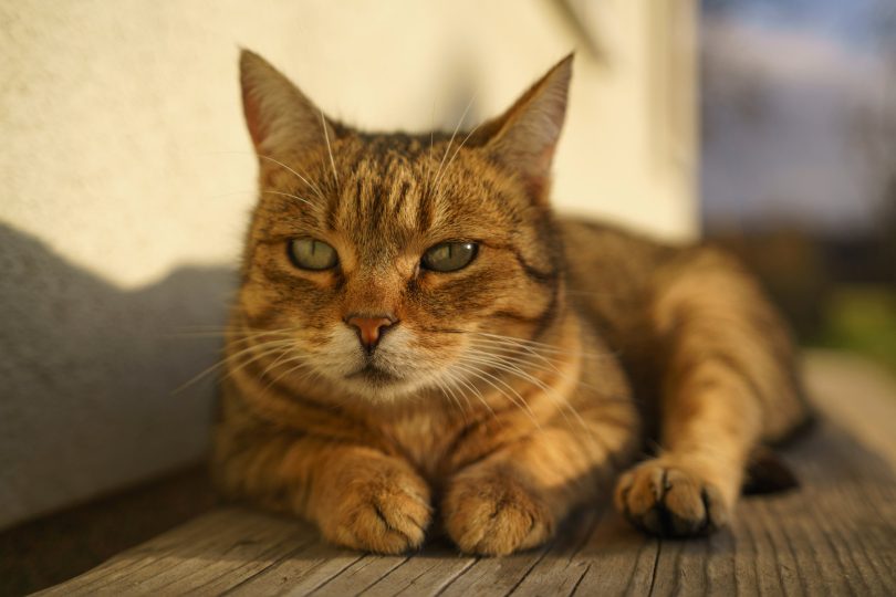 Tamron 20-40mm f2,8 VXD: Osvežujoče drugačen objektiv