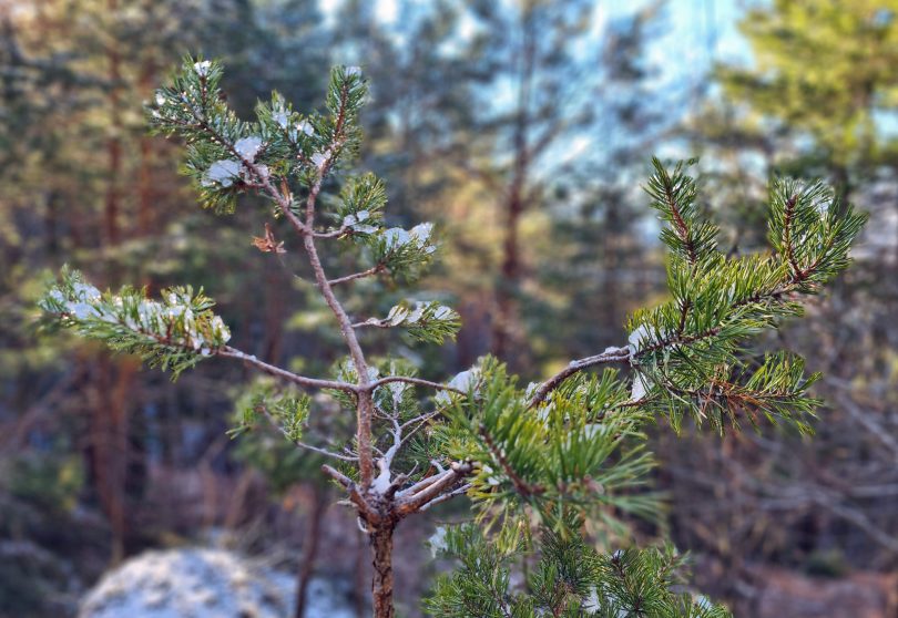 Naj teme in članki na Tehnozvezdju v letu 2020
